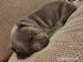 Blue Staffordshire Bull Terrier Welpen - Kauf