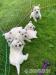 West Highland White Terrier Welpen - Kauf