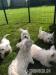 West Highland White Terrier Welpen - Kauf