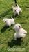 West Highland White Terrier Welpen - Kauf