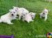 West Highland White Terrier Welpen - Kauf