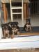 Yorkshire Terrier Welpen - Kauf