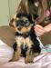 Yorkshire Terrier Welpen - Kauf