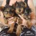 Yorkshire Terrier Welpen - Kauf