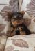 Yorkshire Terrier Welpen - Kauf