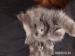 Maine Coon/Ragdoll - Sprzedaż