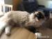 Kocour Ragdoll s PP - Prodej