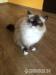 Kocour Ragdoll s PP - Prodej