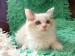 Ragdoll kocourek - Prodej