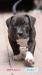 American Bully XL / XXL - Predaj