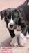 American Bully XL / XXL - Predaj