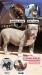 American Bully XL / XXL - Predaj