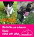 Mačiatka na adopciu - Darovanie