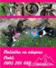 Mačiatka na adopciu - Darovanie