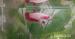 Betta splendens Halfmoon - Predaj