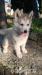 Sibírsky husky - Predaj