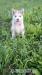 Sibírsky husky - Predaj