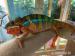Chameleon pardálí (Furcifer pardalis) - Prodej