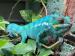 Chameleon pardálí (Furcifer pardalis) - Prodej
