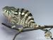 Chameleon pardálí (Furcifer pardalis) - Prodej