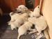 Labrador retriever - slepecké psíky - Predaj