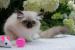 Ragdoll s PP - Prodej
