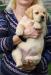 Štěňátka labradorského retrívra - Prodej