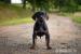 Louisiansky Leopardi Pes - Catahoula - s PP - Prodej
