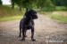 Louisiansky Leopardi Pes - Catahoula - s PP - Prodej