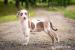 Louisiansky Leopardi Pes - Catahoula - s PP - Prodej