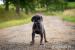 Louisiansky Leopardi Pes - Catahoula - s PP - Prodej