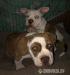 American-Bully - Predaj
