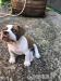 American-Bully - Predaj