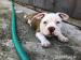American-Bully - Predaj