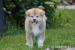  Akita inu japońska szczenięta ZKwP ( FCI ) - Sprzedaż