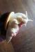 Šneky ARCHACHATINA PUYLAERTI ALBINO/SILVER - Prodej
