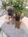 Na prodej krasna stenata Cane Corso - Prodej