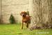 Šteniatka Rhodesian Ridgeback  - Predaj