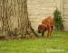 Šteniatka Rhodesian Ridgeback  - Predaj