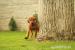 Šteniatka Rhodesian Ridgeback  - Predaj