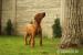 Šteniatka Rhodesian Ridgeback  - Predaj