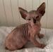 Sphynx - Predaj