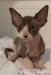 Sphynx - Predaj