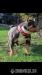 American Bully Packet . - Eladás