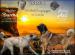 Pure blood Kangal - Anatolien puppies - Predaj