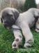 Pure blood Kangal - Anatolien puppies - Predaj