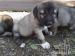 Pure blood Kangal - Anatolien puppies - Predaj