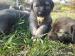 Pure blood Kangal - Anatolien puppies - Predaj