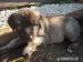 Pure blood Kangal - Anatolien puppies - Predaj