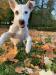 Jack Russel - Predaj